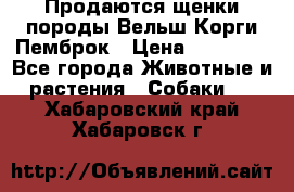 Продаются щенки породы Вельш Корги Пемброк › Цена ­ 40 000 - Все города Животные и растения » Собаки   . Хабаровский край,Хабаровск г.